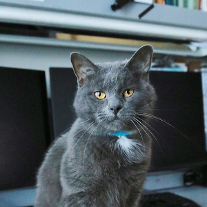 Fundraising Page: Nimbus, Resident Summit Cat